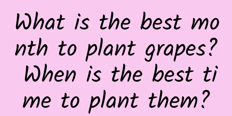 What is the best month to plant grapes? When is the best time to plant them?