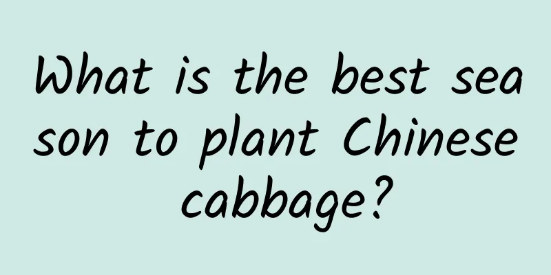 What is the best season to plant Chinese cabbage?