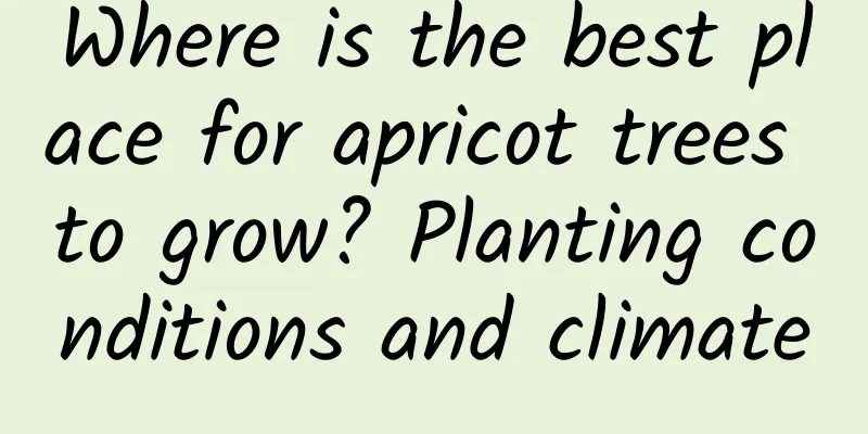 Where is the best place for apricot trees to grow? Planting conditions and climate