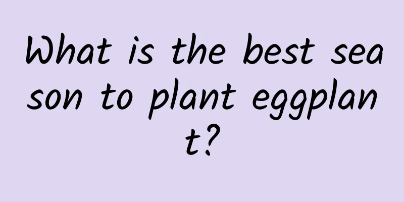 What is the best season to plant eggplant?