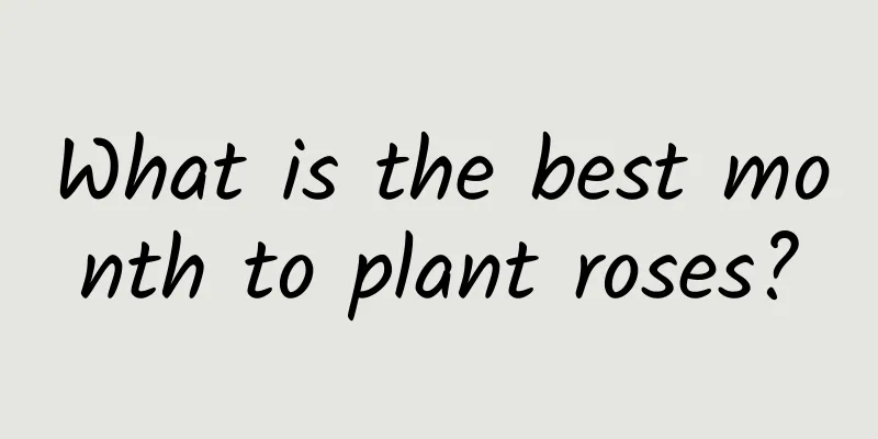 What is the best month to plant roses?