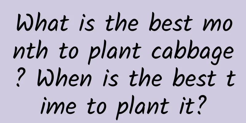 What is the best month to plant cabbage? When is the best time to plant it?