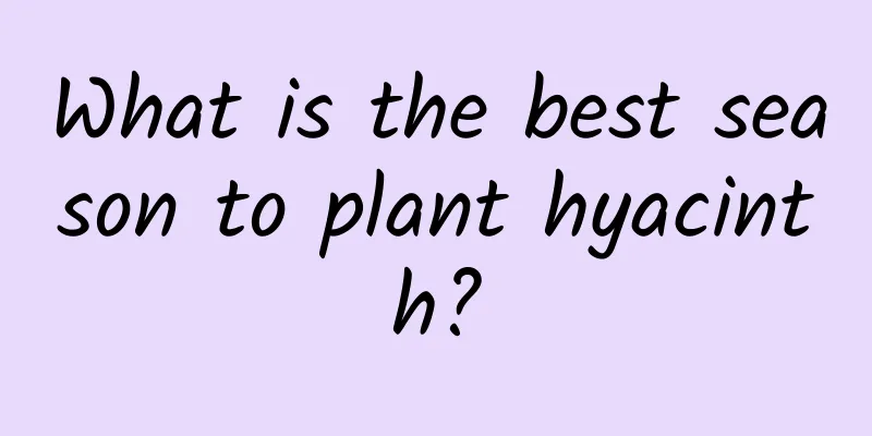 What is the best season to plant hyacinth?