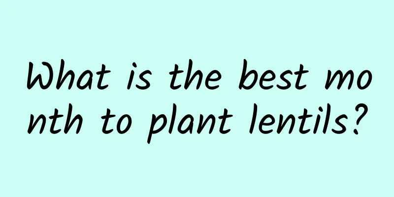 What is the best month to plant lentils?