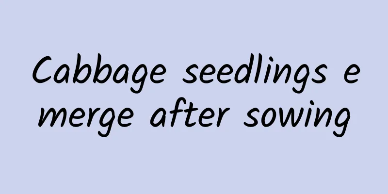 Cabbage seedlings emerge after sowing