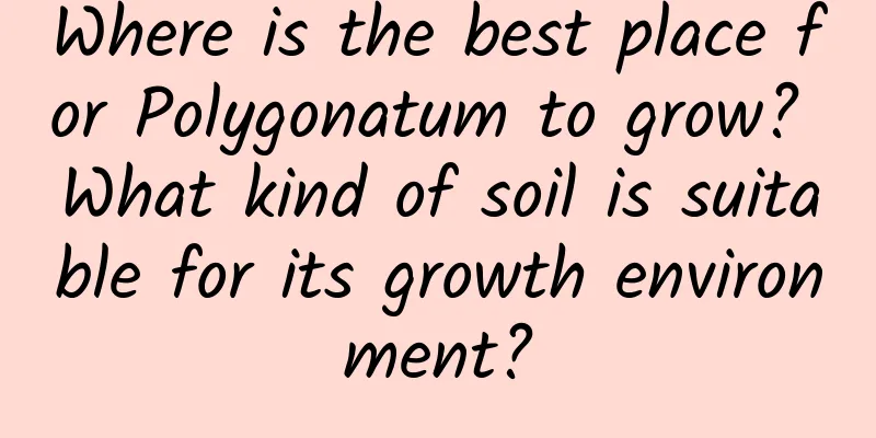 Where is the best place for Polygonatum to grow? What kind of soil is suitable for its growth environment?