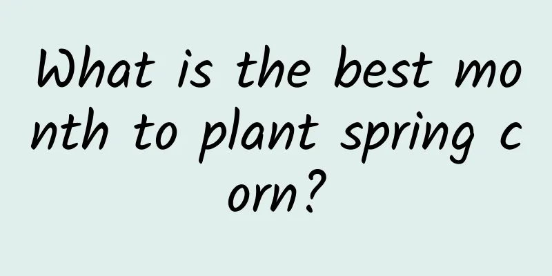 What is the best month to plant spring corn?