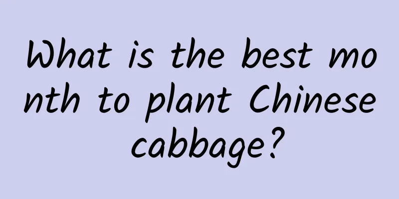 What is the best month to plant Chinese cabbage?