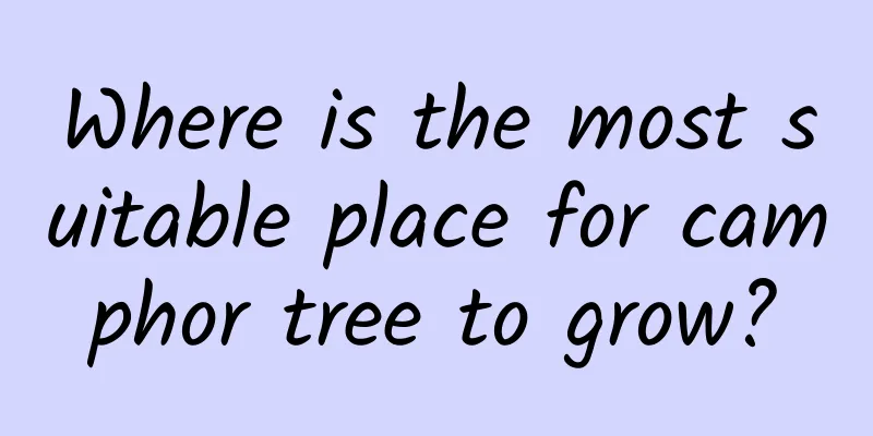 Where is the most suitable place for camphor tree to grow?