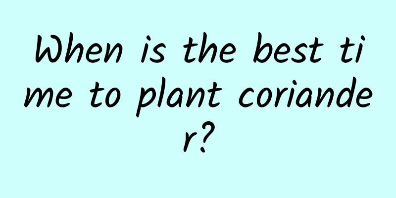 When is the best time to plant coriander?