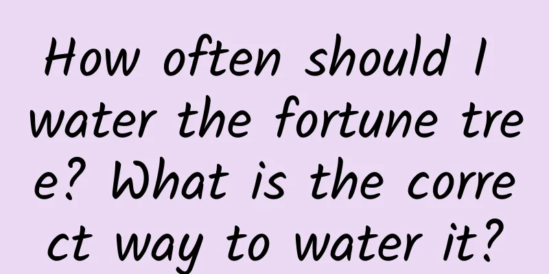 How often should I water the fortune tree? What is the correct way to water it?