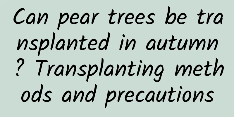 Can pear trees be transplanted in autumn? Transplanting methods and precautions