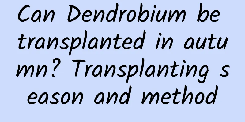 Can Dendrobium be transplanted in autumn? Transplanting season and method