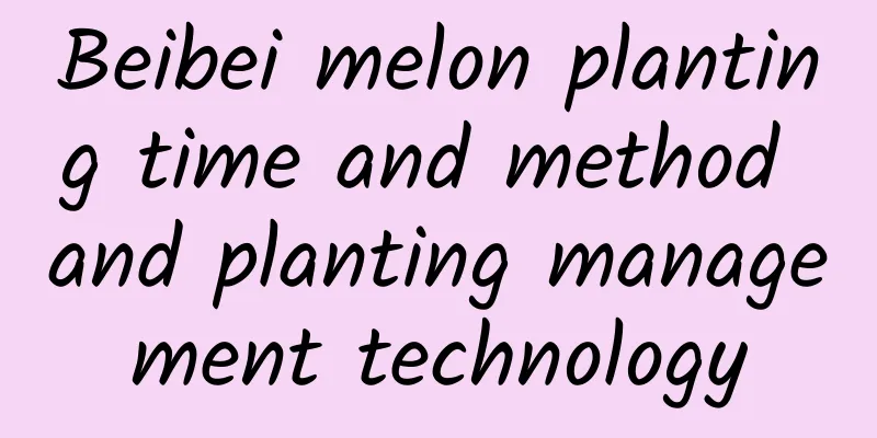 Beibei melon planting time and method and planting management technology