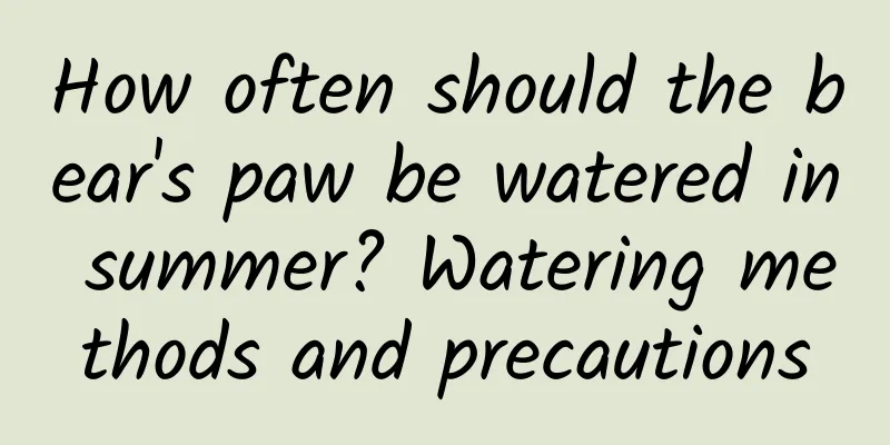 How often should the bear's paw be watered in summer? Watering methods and precautions
