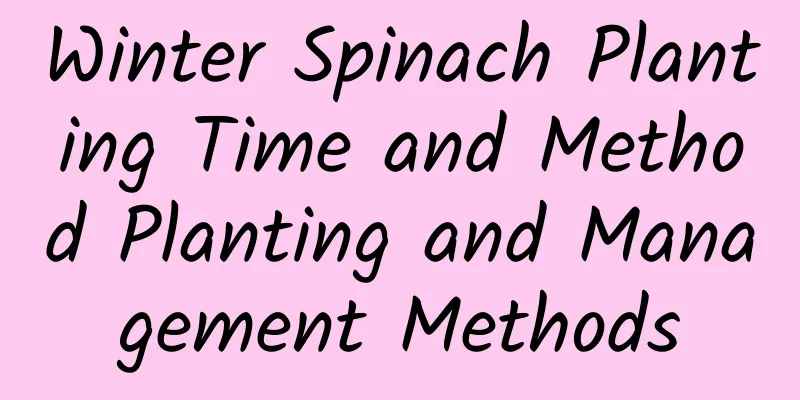 Winter Spinach Planting Time and Method Planting and Management Methods