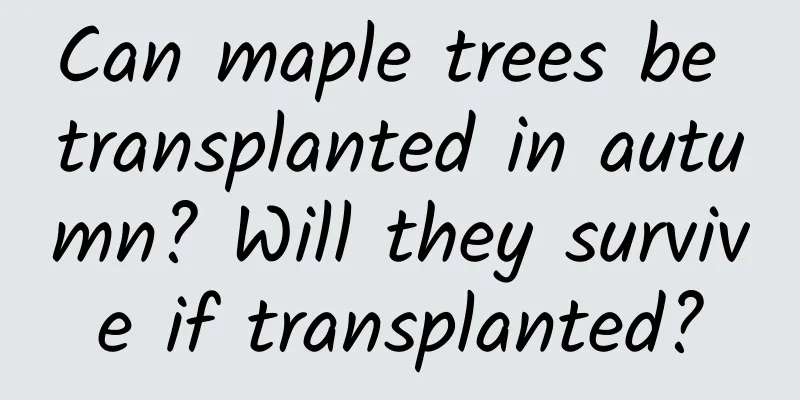 Can maple trees be transplanted in autumn? Will they survive if transplanted?
