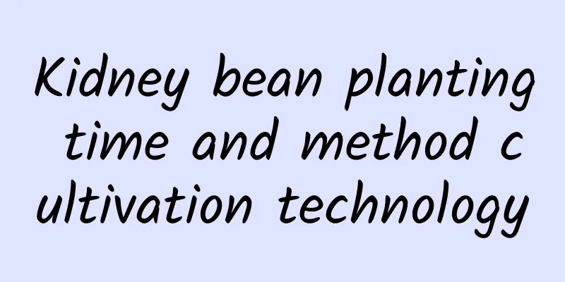 Kidney bean planting time and method cultivation technology