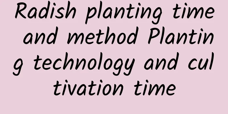 Radish planting time and method Planting technology and cultivation time