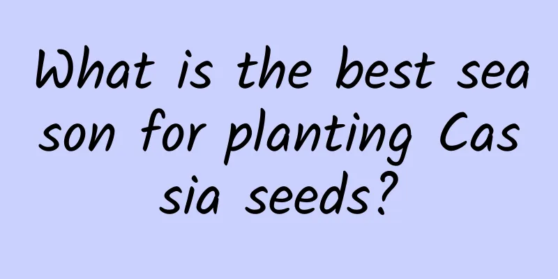 What is the best season for planting Cassia seeds?