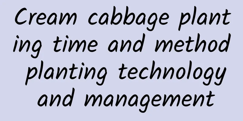 Cream cabbage planting time and method planting technology and management