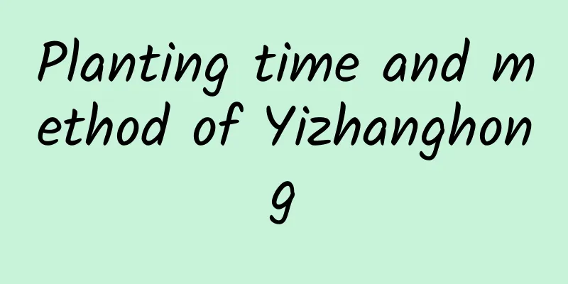 Planting time and method of Yizhanghong