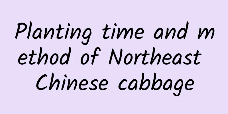 Planting time and method of Northeast Chinese cabbage