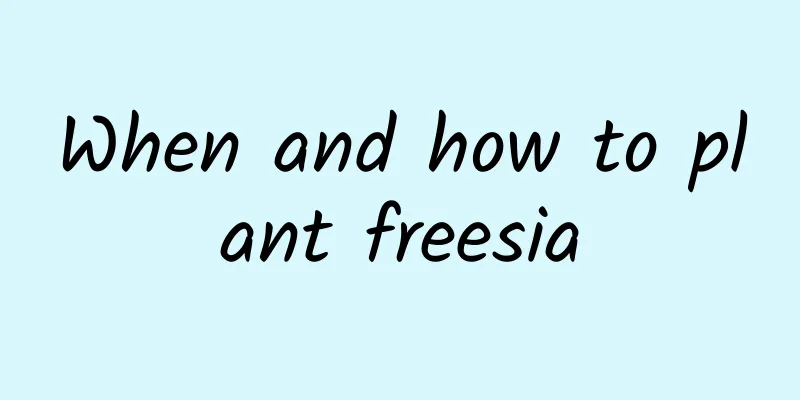 When and how to plant freesia