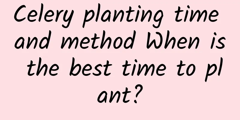 Celery planting time and method When is the best time to plant?