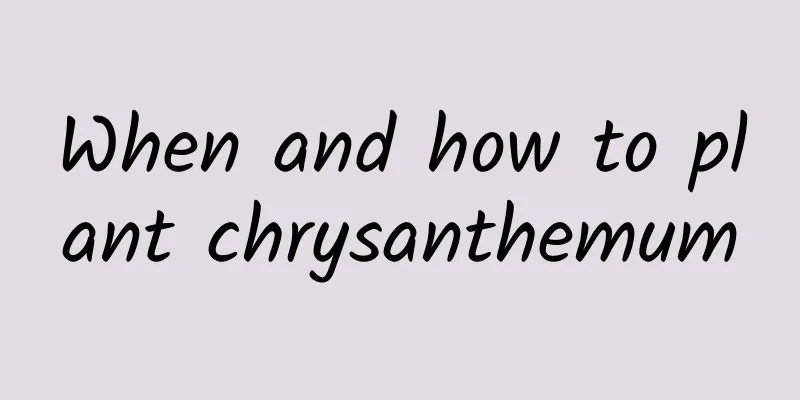 When and how to plant chrysanthemum