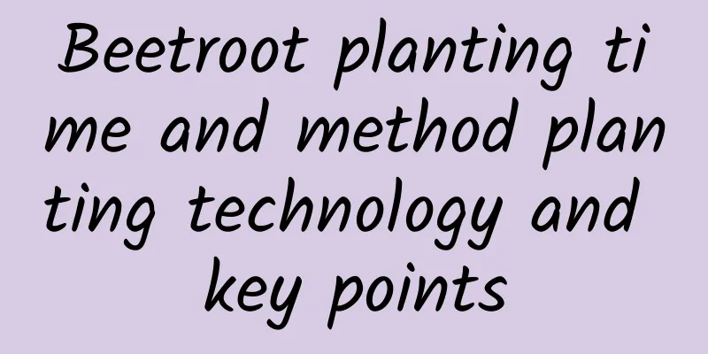 Beetroot planting time and method planting technology and key points