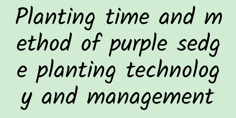 Planting time and method of purple sedge planting technology and management