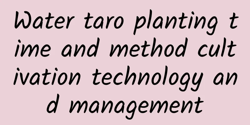 Water taro planting time and method cultivation technology and management