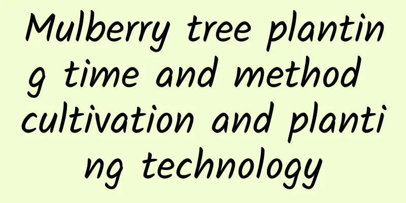 Mulberry tree planting time and method cultivation and planting technology