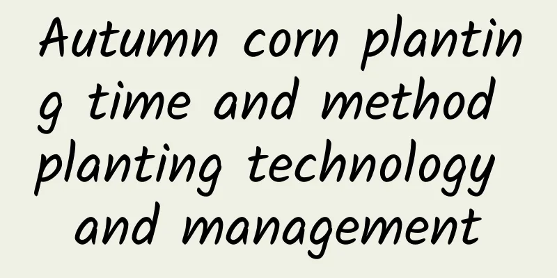 Autumn corn planting time and method planting technology and management