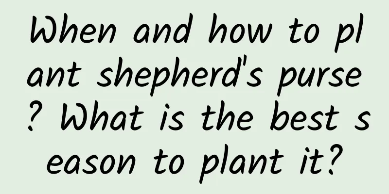 When and how to plant shepherd's purse? What is the best season to plant it?