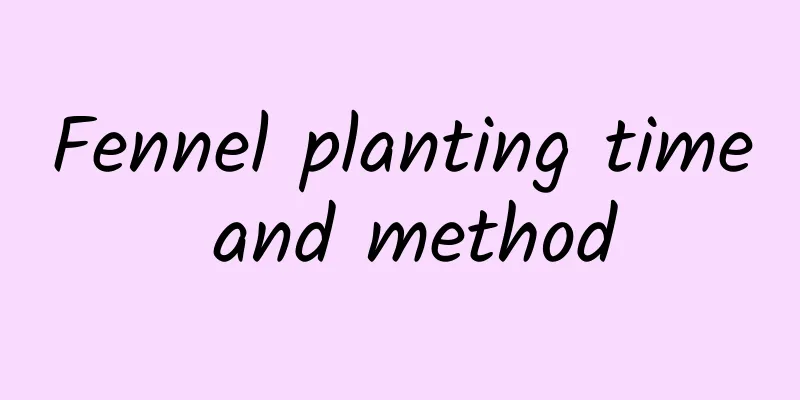 Fennel planting time and method
