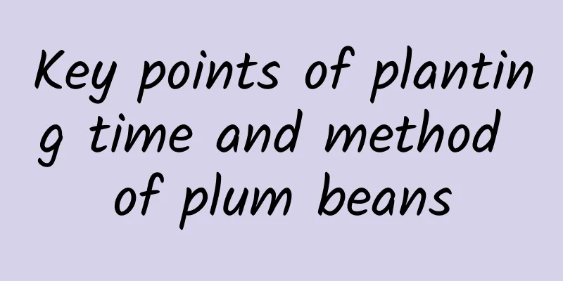 Key points of planting time and method of plum beans