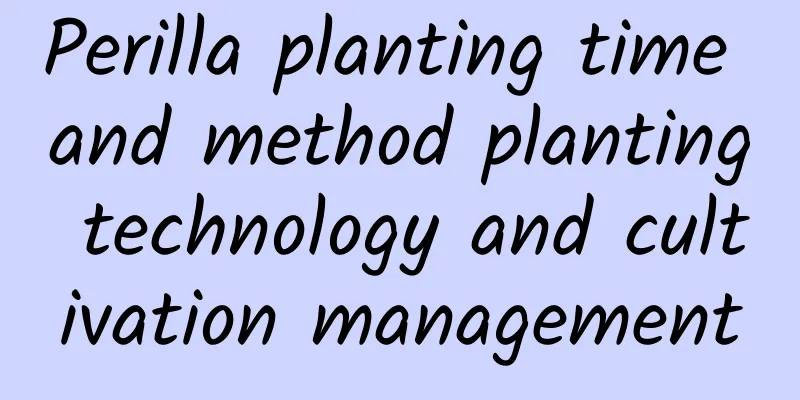 Perilla planting time and method planting technology and cultivation management