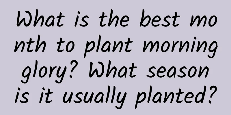 What is the best month to plant morning glory? What season is it usually planted?