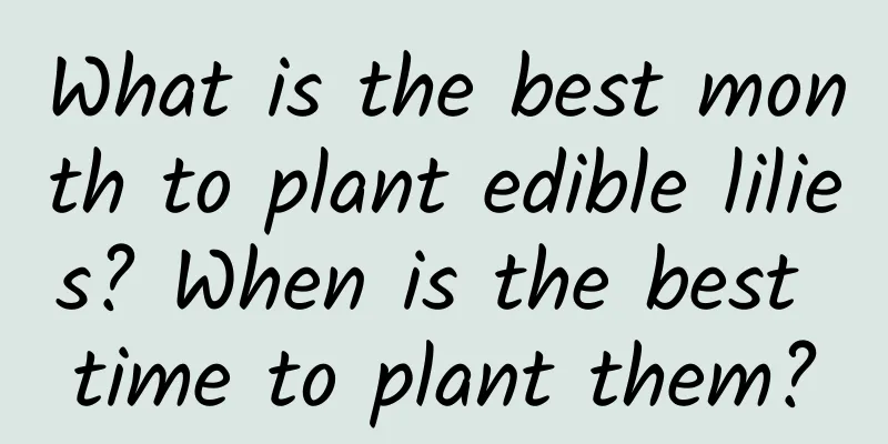 What is the best month to plant edible lilies? When is the best time to plant them?