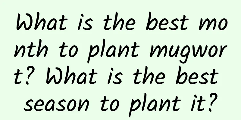What is the best month to plant mugwort? What is the best season to plant it?