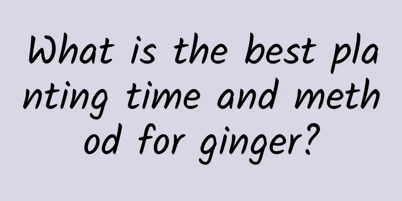 What is the best planting time and method for ginger?