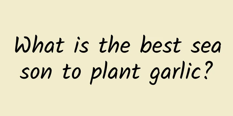 What is the best season to plant garlic?