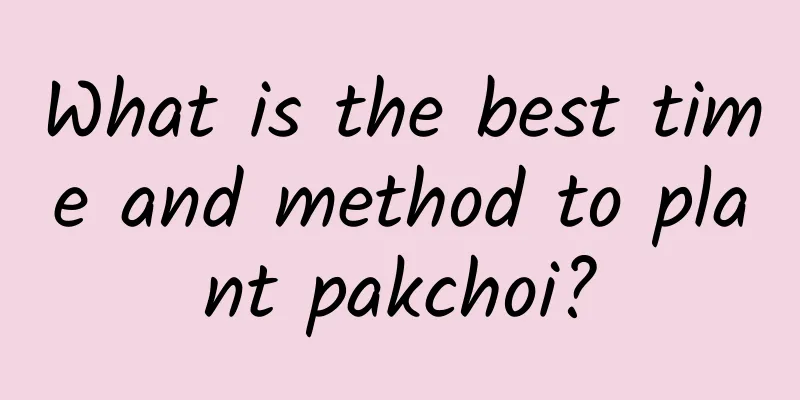 What is the best time and method to plant pakchoi?