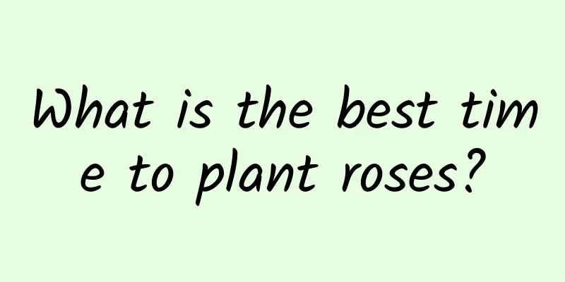 What is the best time to plant roses?