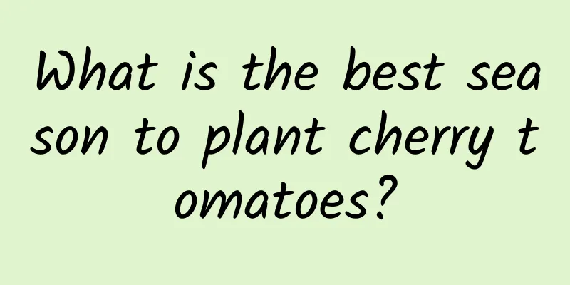 What is the best season to plant cherry tomatoes?