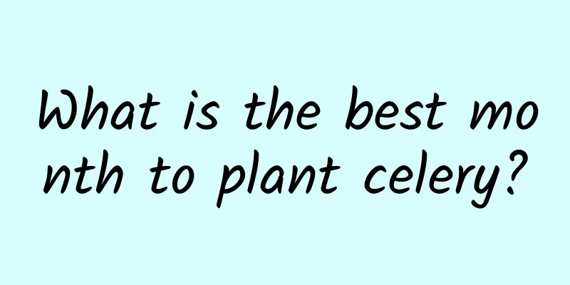 What is the best month to plant celery?
