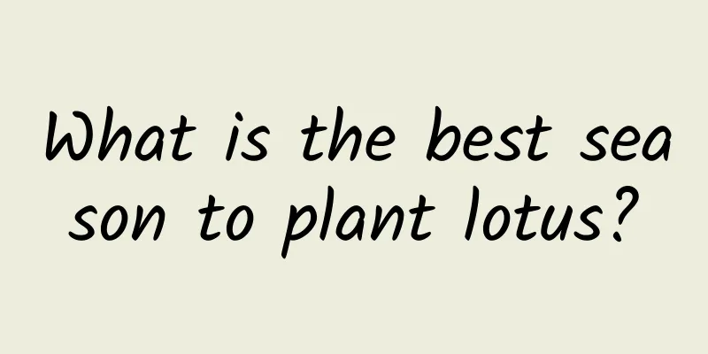 What is the best season to plant lotus?