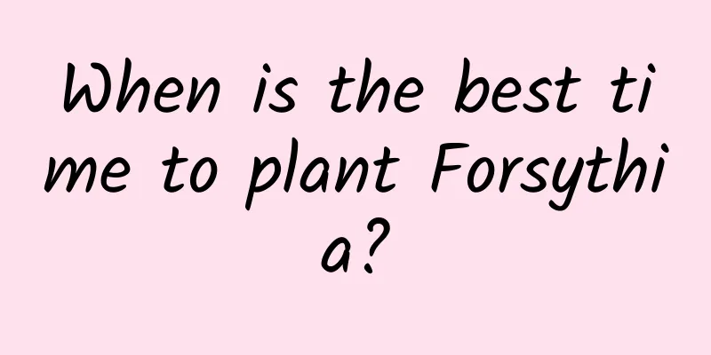 When is the best time to plant Forsythia?